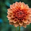 ダリア開花