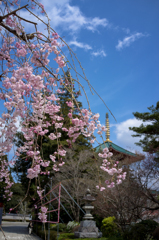 新勝寺の桜