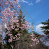 新勝寺の桜