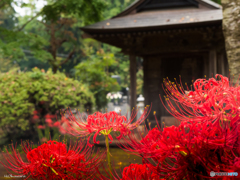 西蓮寺-1