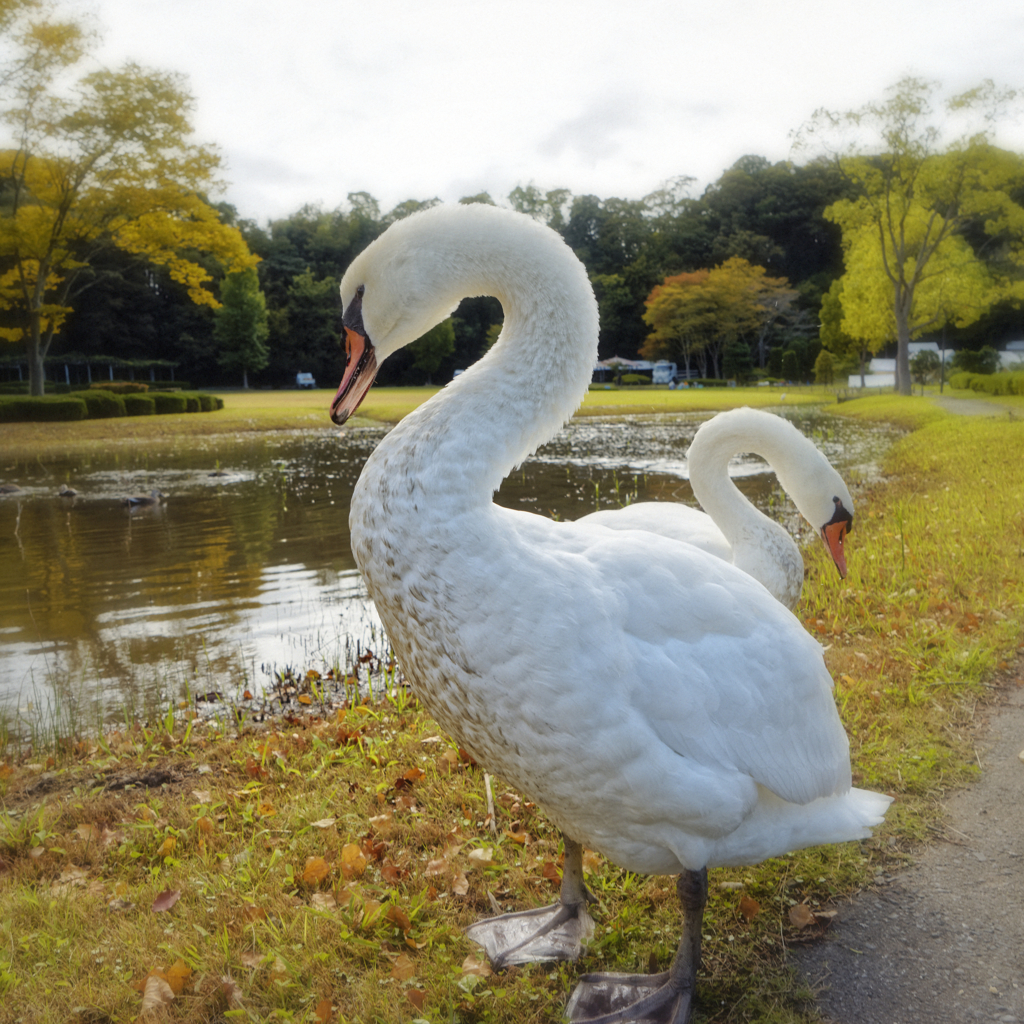 千波湖の白鳥