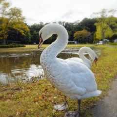 千波湖の白鳥