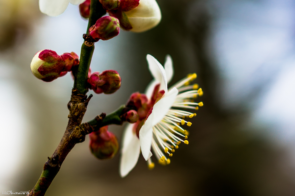 梅開花-1