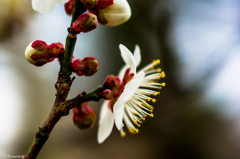 梅開花-1