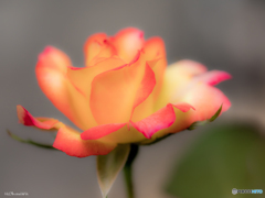 薔薇-2016