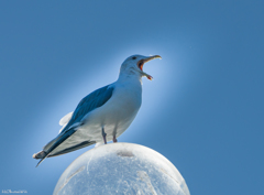 北浦の鳥たち-1
