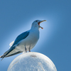 北浦の鳥たち-1