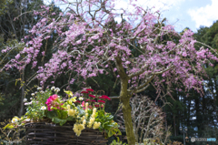 リングバスケットと桜