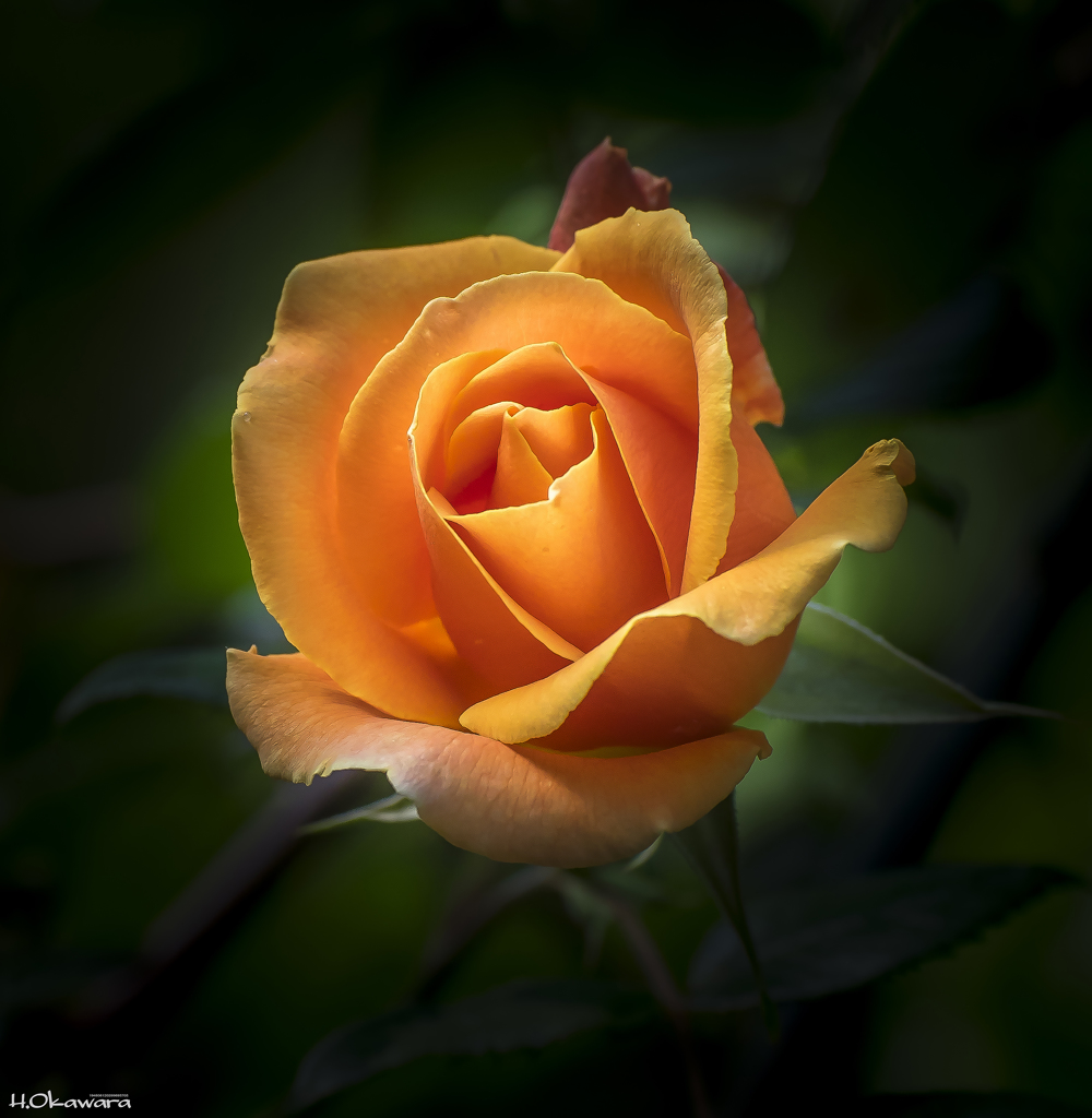 高貴な薔薇-1