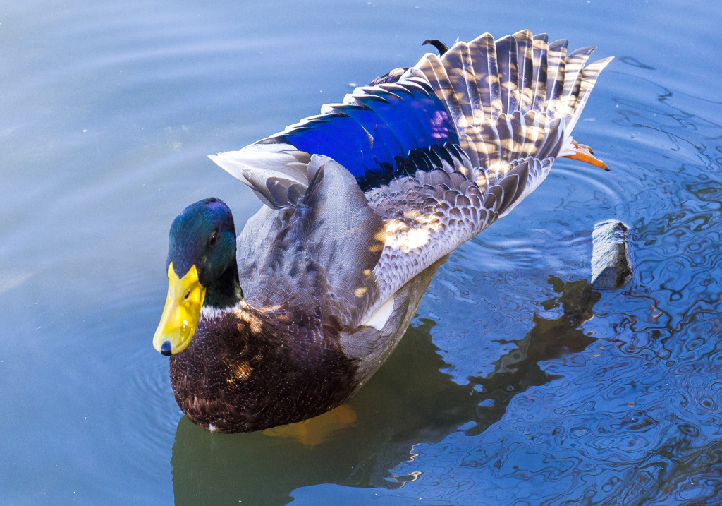 千波湖の渡り鳥-私綺麗でしょう！