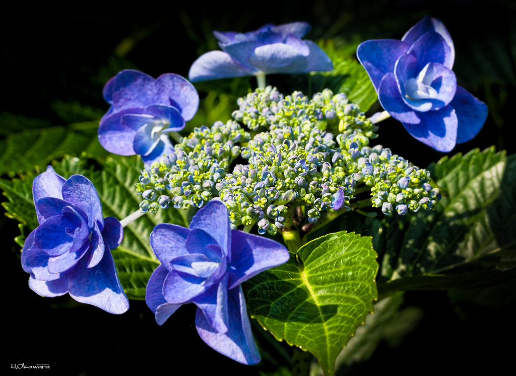 Home garden-4