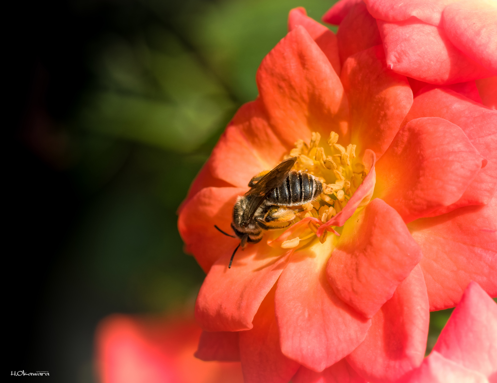 Home garden-1