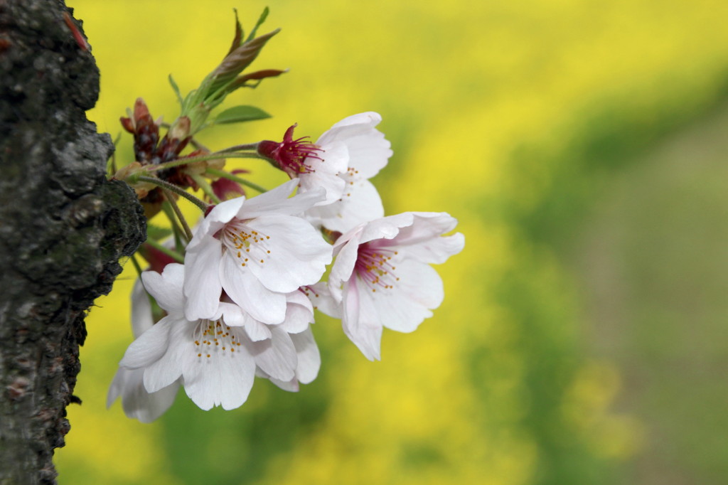 桜と菜の花