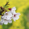 桜と菜の花