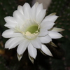 サボテンの花