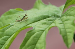 カマキリ