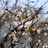蜜から蜜へ　