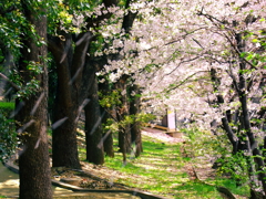 桜終宴