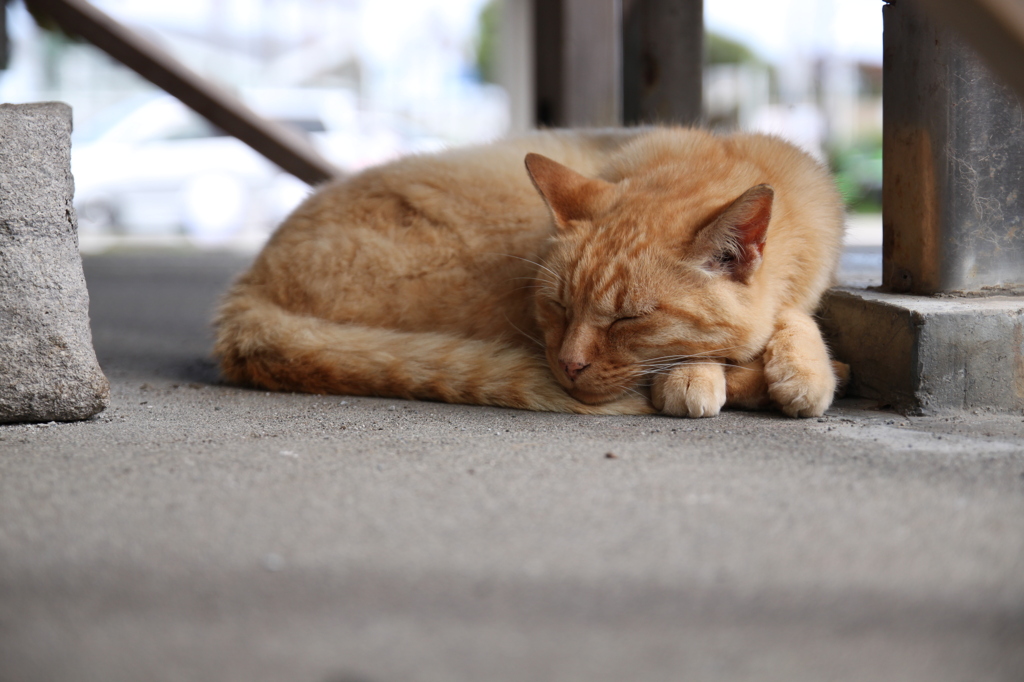 江ノ島猫015-2～社の下で～その２