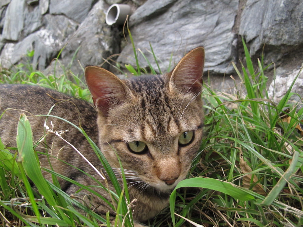 江ノ島猫006