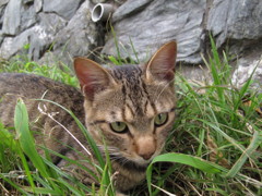 江ノ島猫006