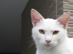 湘南猫002～注視～