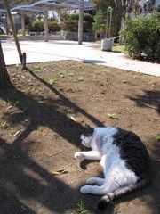 ひなたぼっこ。