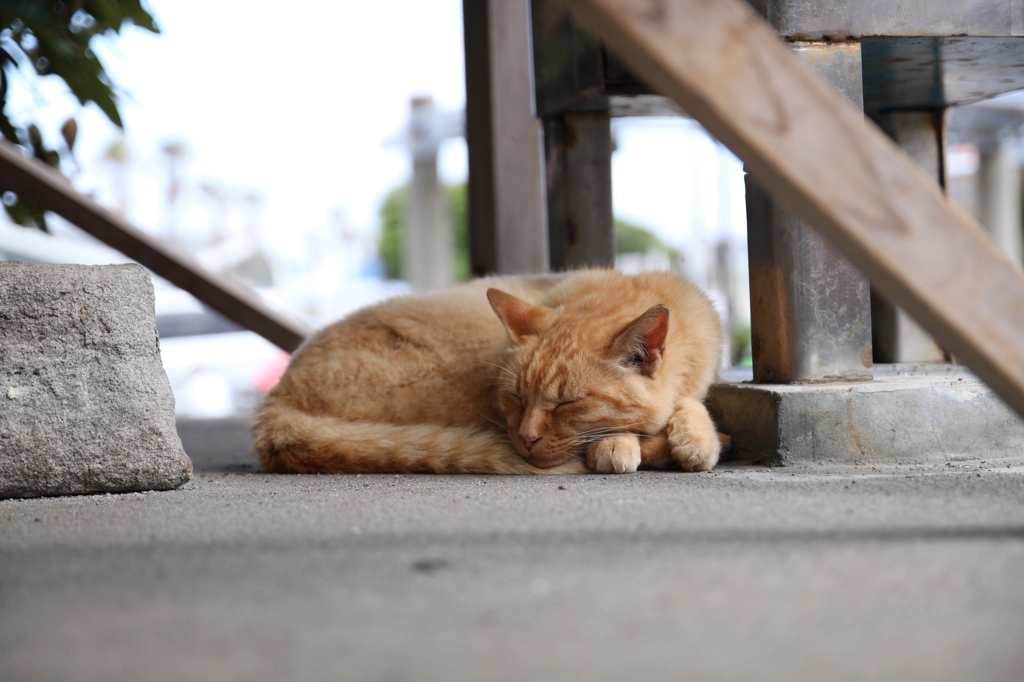 江ノ島猫015～社の下で～