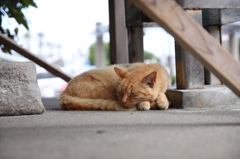 江ノ島猫015～社の下で～