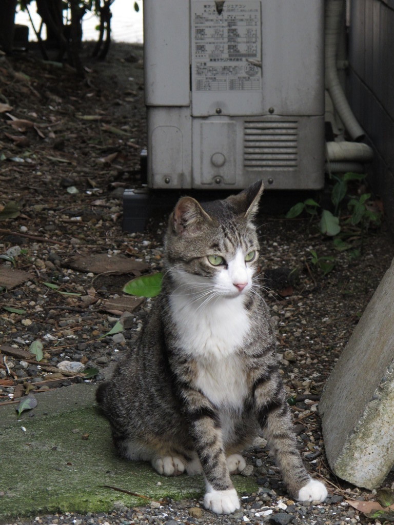 江ノ島猫008