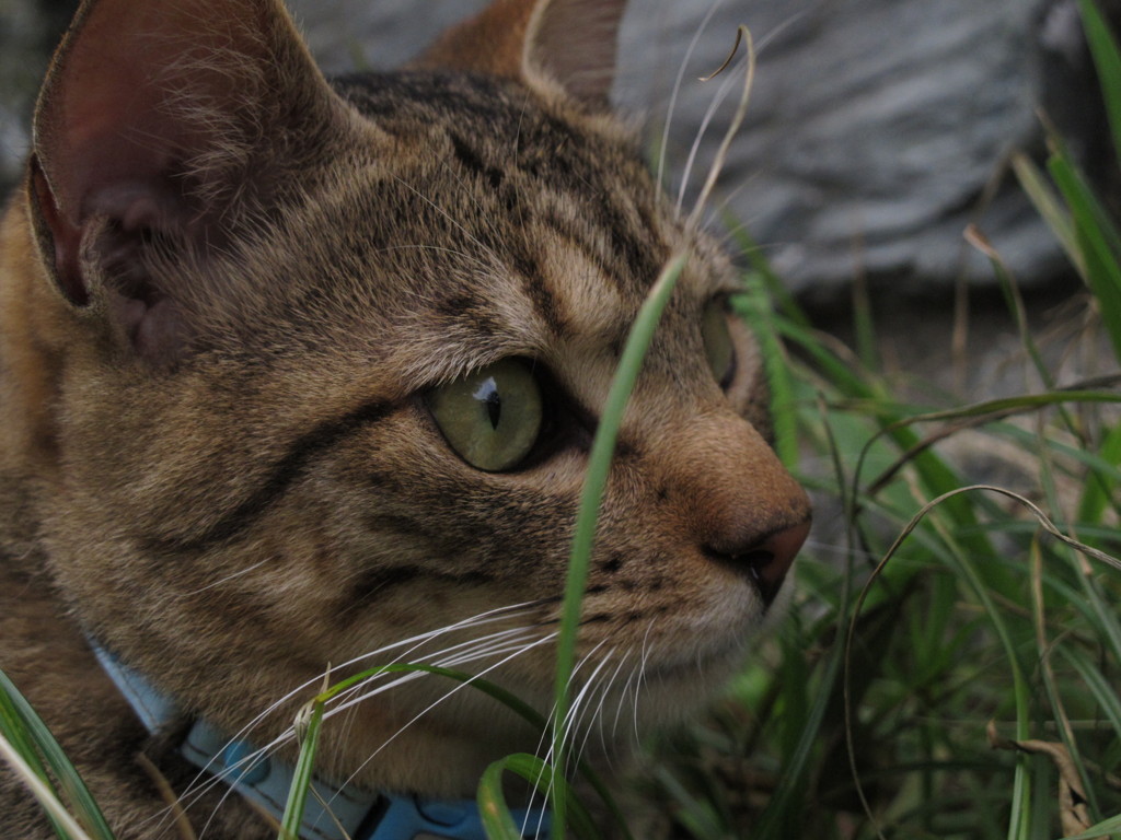江ノ島猫003