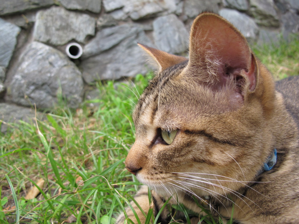 江ノ島猫002