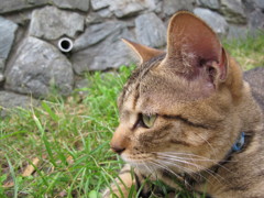 江ノ島猫002