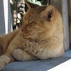 くだを巻く。