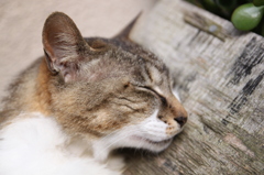 江ノ島猫018～熟睡～