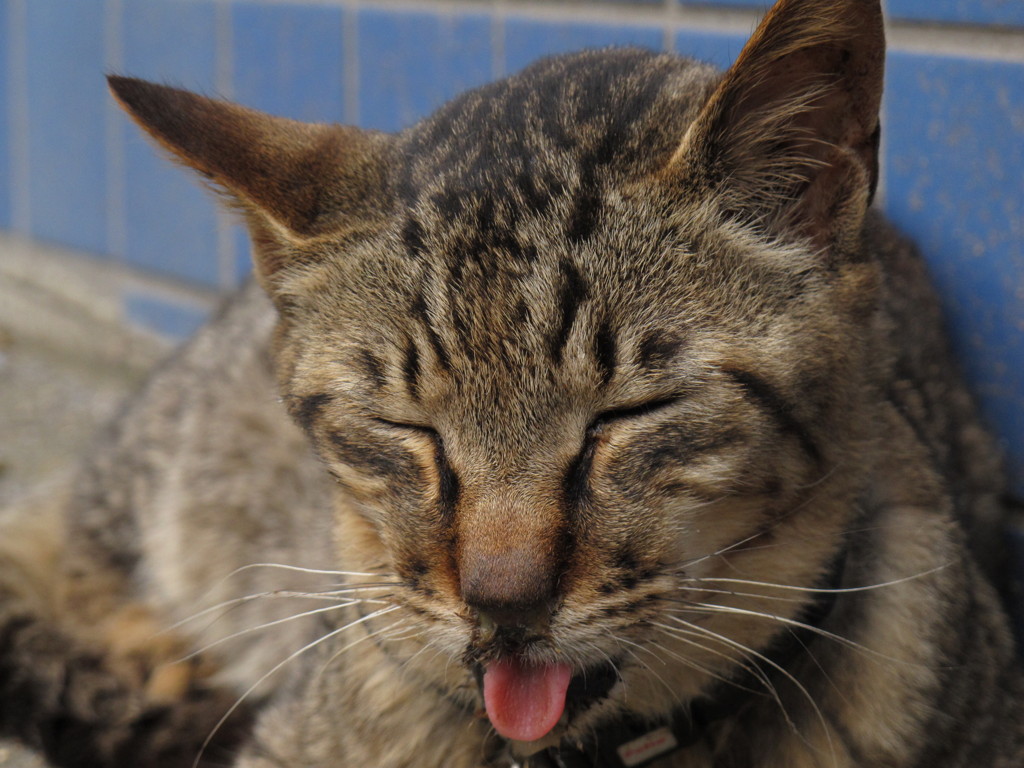 江ノ島猫009～六月の蒸し暑い日･･･～