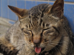 江ノ島猫009～六月の蒸し暑い日･･･～