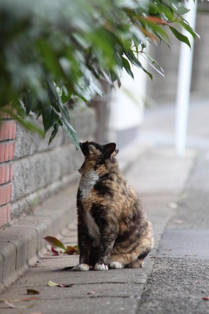 湘南猫005～あくび～
