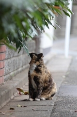 湘南猫005～あくび～