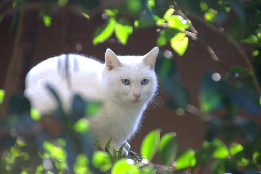 蒼い目の猫その壱