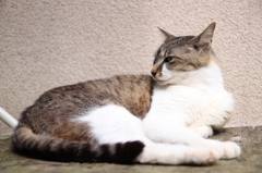 江ノ島猫017～表紙を飾るモデル～