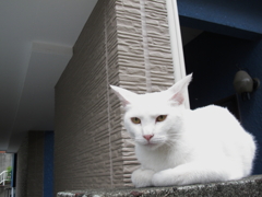 湘南猫003～警戒を解除～