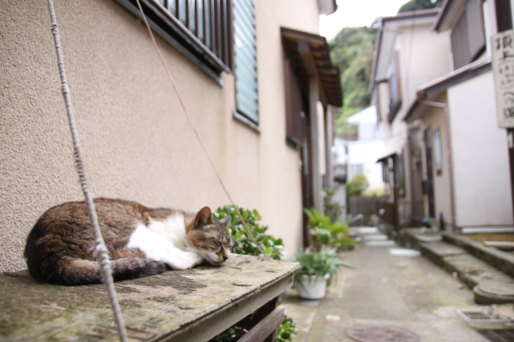 江ノ島猫016～流れる時間～