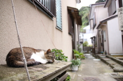 江ノ島猫016～流れる時間～