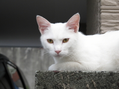 湘南猫001～警戒態勢～