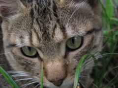 江ノ島猫004
