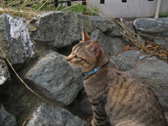 江ノ島猫007~見つめる先には？~