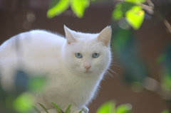 蒼い目の猫その弐