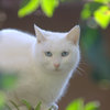 蒼い目の猫その弐