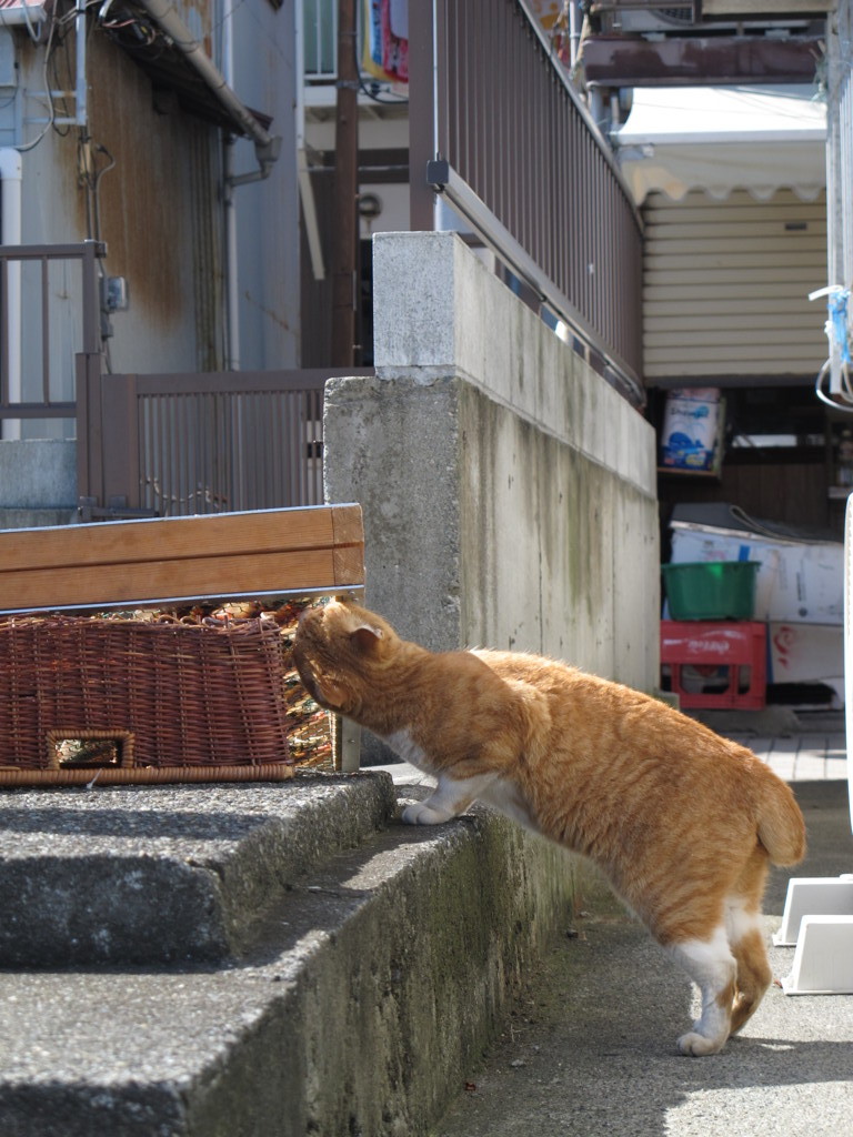 盗ネコ。